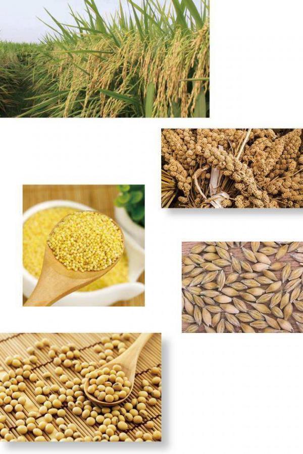 為什麼說五穀最養人？吃對穀物，心、肝、脾、肺、腎一把罩