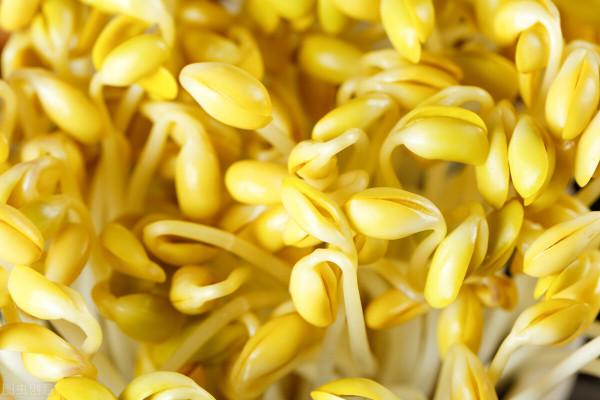 河南娃在寶雞成長的故事:我的名字是因為一盆豆芽菜 河南娃在寶雞成長的故事:我的名字是因為一盆豆芽菜