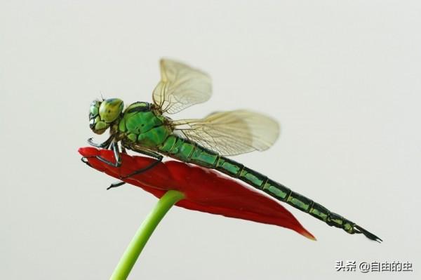蜻蜓目之長痣綠蜓