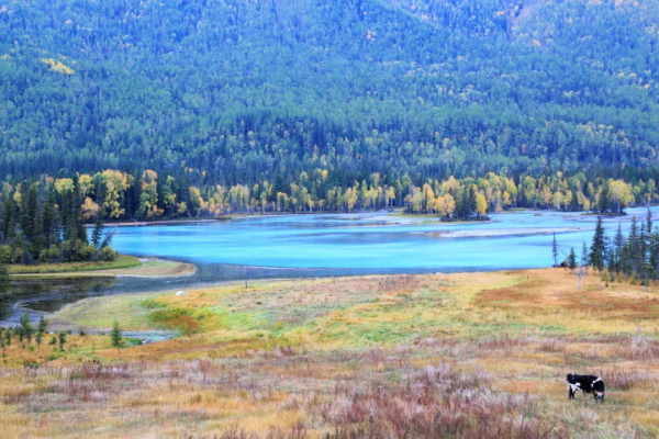 1028名日本人報名遊新疆？新疆顏值實錘了，一年四季，美麗不停歇