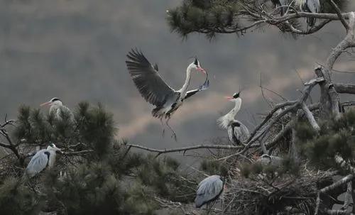 歷經秋寒鬥雪霜