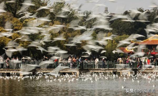 紅嘴鷗漫天,銀杏灑金,初冬翠湖風景入畫來 紅嘴鷗漫天,銀杏灑金,初冬翠湖風景入畫來