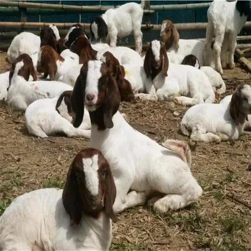 波爾山羊的特點