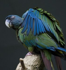 中外“彩虹鳥”大比拼，誰的羽毛顏色，是你心目中的“彩虹色”？