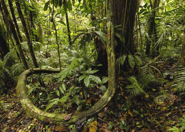 亞馬遜河有多可怕？1500萬人居住在附近，為什麼一座橋都不敢建？