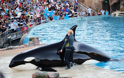 可悲可嘆,這條虎鯨被圈養的一生,看了真讓人心疼 可悲可嘆,這條虎鯨被圈養的一生,看了真讓人心疼