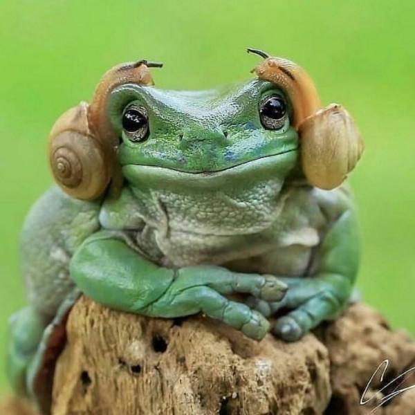 35張活久未見的動物搞笑照片，這些動物上輩子都是人類嗎