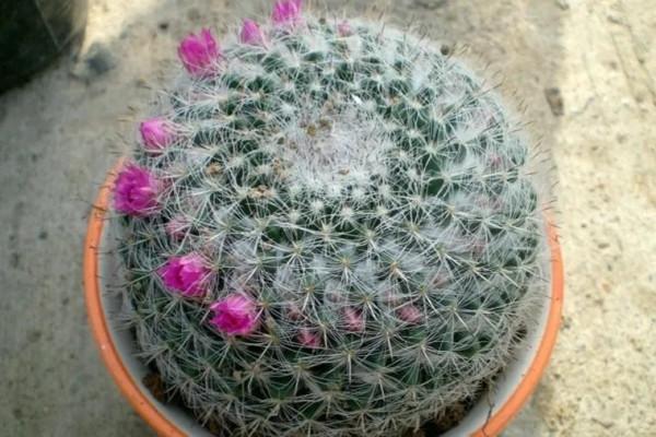 養棵白雪光仙人球吧!可以重新整理你對仙人球的刻板印象 養棵白雪光仙人球吧!可以重新整理你對仙人球的刻板印象