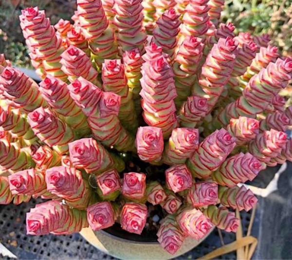 天氣冷氣溫低,這9種花要“幹養”,少澆水才不易受凍和爛根 天氣冷氣溫低,這9種花要“幹養”,少澆水才不易受凍和爛根