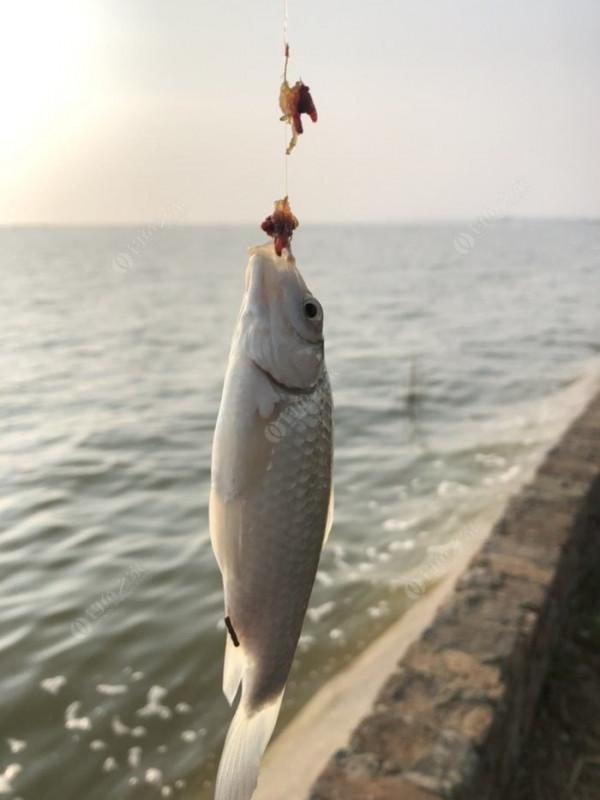 2021垂釣日誌之80，成子湖釣大水面沒想到魚口這麼瘋