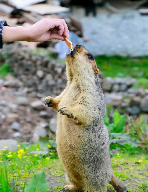 風雨莫斯卡 風雨莫斯卡