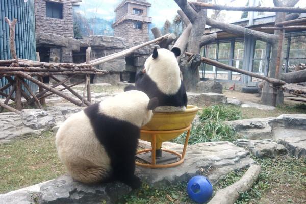 要萌化了，北京動物園雙胞胎大能貓爭搶美食互不相讓