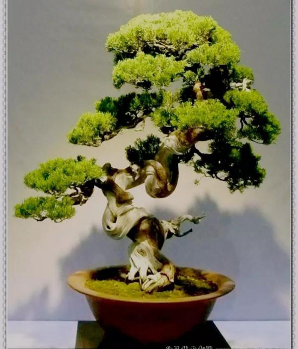 古鎮經典盆景欣賞