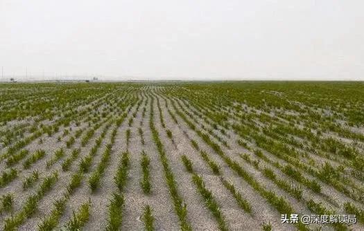 假如沙漠連下半個月雨會出現什麼情況？結果和我們想象的不太一樣