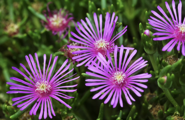 30種適合懶人養的花卉植物，漂亮易打理、適應性強，超級美