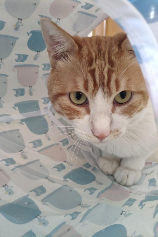 一隻小貓咪的賣家秀和買家秀 一隻小貓咪的賣家秀和買家秀