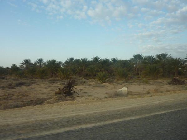 「突尼西亞2014」託澤尓（一）&mdash;&mdash;沙漠中的綠寶石