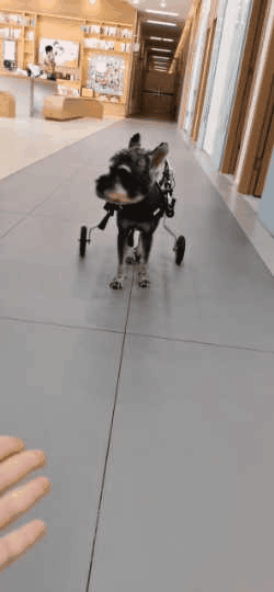 狗狗癱瘓了,還能站起來嗎? 狗狗癱瘓了,還能站起來嗎?