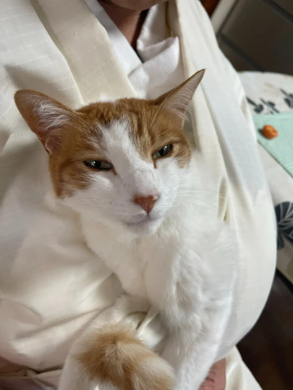 一個人和六隻貓守著一座寺院,吃飯被一群貓環繞會是怎樣的體驗? 一個人和六隻貓守著一座寺院,吃飯被一群貓環繞會是怎樣的體驗?