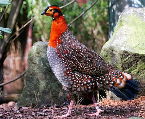 東江攬勝:收集常見鳥類圖譜之陸禽篇,攝鳥人自留地,建議收藏 東江攬勝:收集常見鳥類圖譜之陸禽篇,攝鳥人自留地,建議收藏