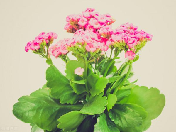 長壽花有“4喜”，順著喜好養，花開一大盆，真漂亮