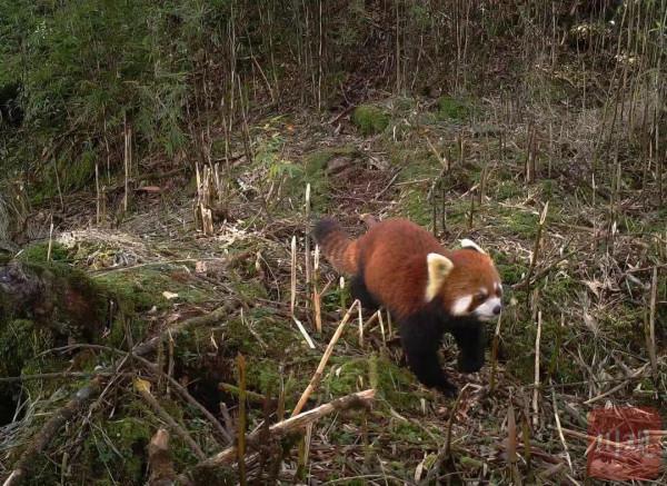 栗子坪國家級自然保護區拍到多種珍稀野生動物