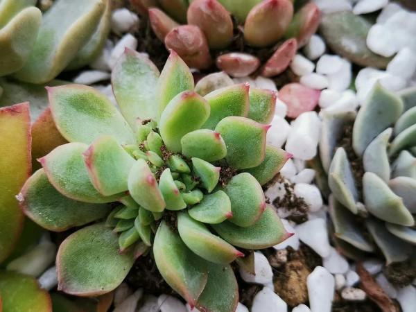 花友養多肉，都會遇到兩大“難”，簡單三步走，葉肥又鮮豔