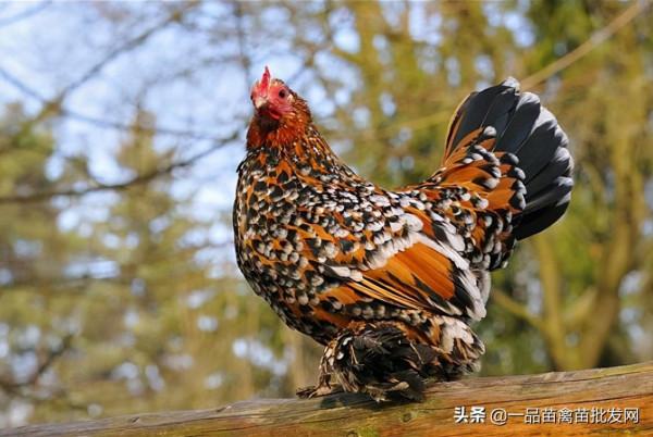 養這種雞肉很甜,一年能下250個雞蛋的“矮人雞”應該很有搞頭吧 養這種雞肉很甜,一年能下250個雞蛋的“矮人雞”應該很有搞頭吧