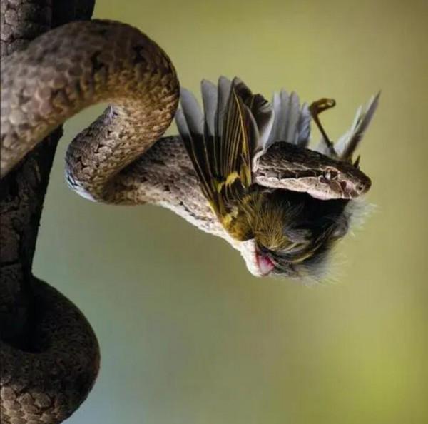 大連蛇島上的蛇為何越來越兇猛？一度傷痕累累，如今重煥生機