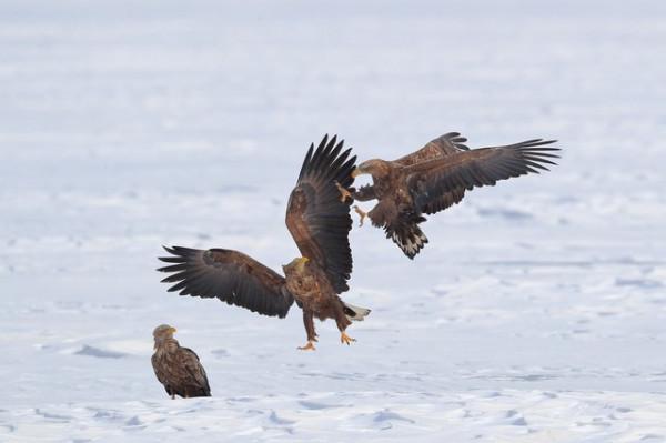 孩子在學校被欺負了，應該算是一件好事