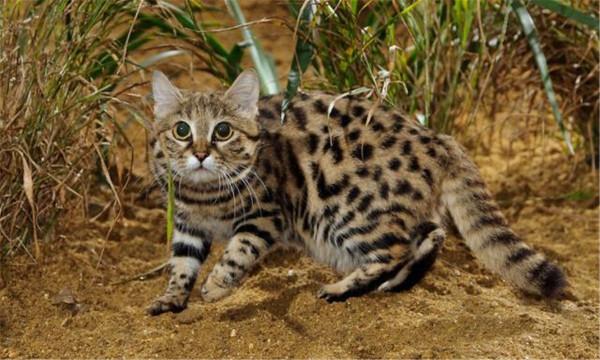 非洲最小的貓,貓科捕獵效率最高的“殺戮機器”,被全世界禁養 非洲最小的貓,貓科捕獵效率最高的“殺戮機器”,被全世界禁養