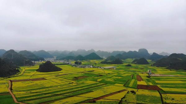雲南普普通通的小縣城，有80多萬畝的油菜花，1月份美成人間仙境