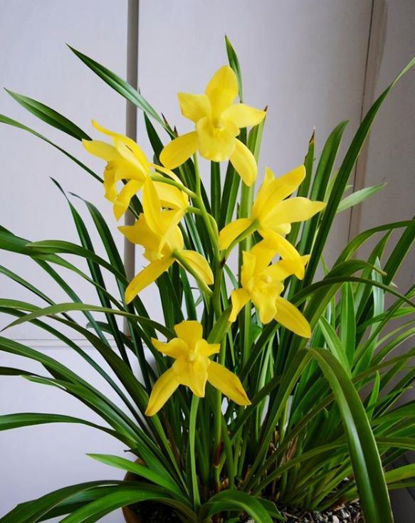 20種年宵花,高階又大氣,吉祥還旺財,現在買最便宜 20種年宵花,高階又大氣,吉祥還旺財,現在買最便宜