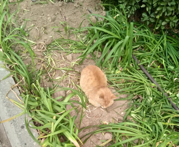 因為一個虐貓影片，我想聊聊我的工作和倒閉的收容所