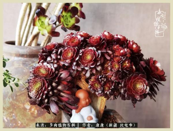 遠處都是風景，近處全是人生，眼前卻是多肉