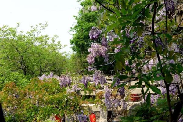 翔海集團:四季美景醉人心!龍口這個地方,一年四季都這麼美 翔海集團:四季美景醉人心!龍口這個地方,一年四季都這麼美