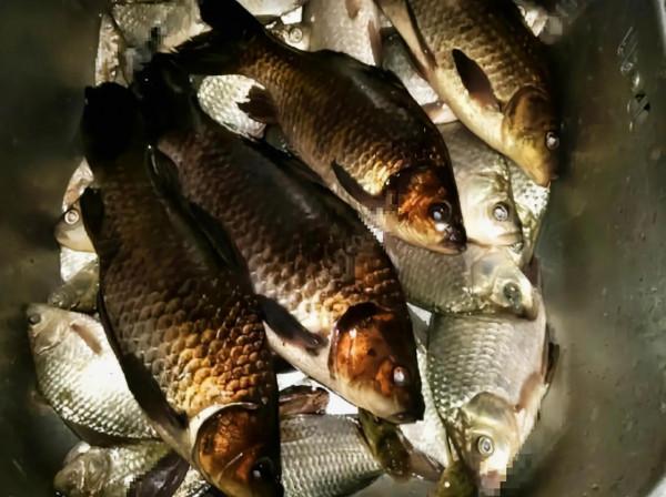 釣到黑鯽魚被勸放生,釣魚人反稱放生薑!網友:小心它是巖鯉 釣到黑鯽魚被勸放生,釣魚人反稱放生薑!網友:小心它是巖鯉