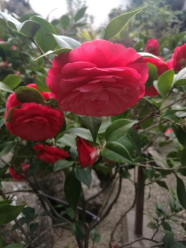 和牡丹花比翼齊飛