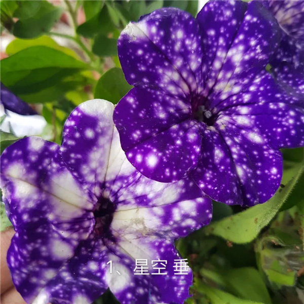 網紅矮牽牛品種介紹：愛慕系列、天空家族系列、花衣系列等