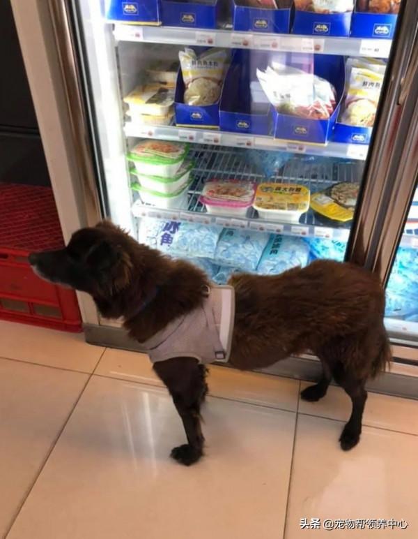 流浪狗躲雨後不願離開，為留下竟做出這些舉動，懂事得讓人心疼