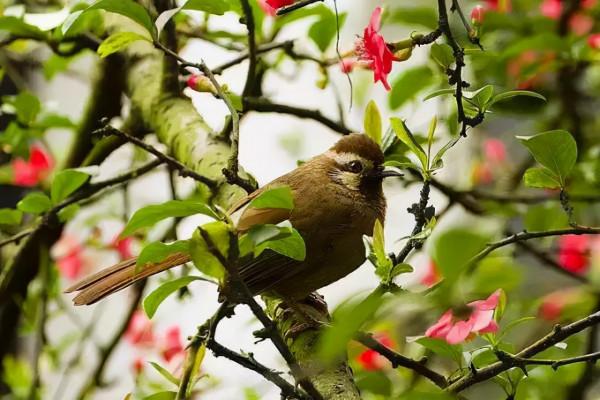 50只美麗的鳥兒，鳥語花香，鶯歌燕舞，真的太美了