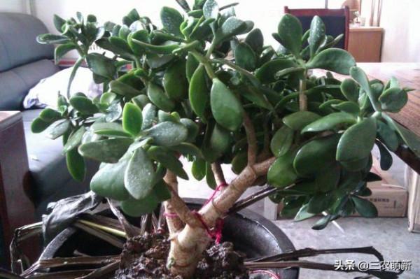 客廳有樹，十家九富！這幾種植物放在家裡，既能鎮宅，又寓意吉祥