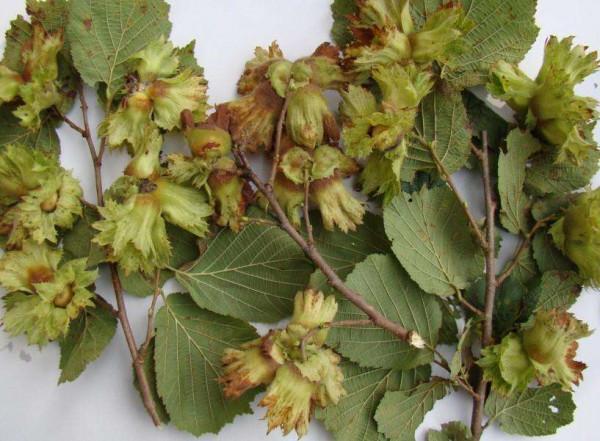 原產於我國的榛子，已有3000多年曆史，為什麼淪為了冷門堅果？