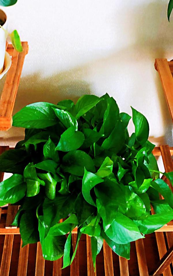 我家的花～剛剛換盆，還在緩秧期間。 圖片全部自拍