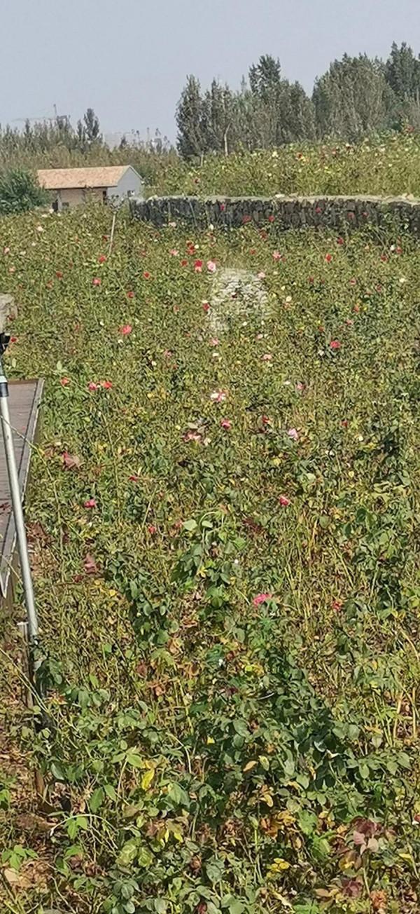 淄川南部森林公園