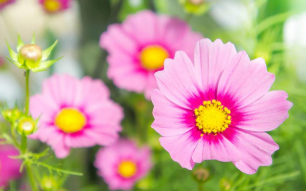 11月，4個星座，熬過窮日子，迎來好日子，成功全靠自己努力