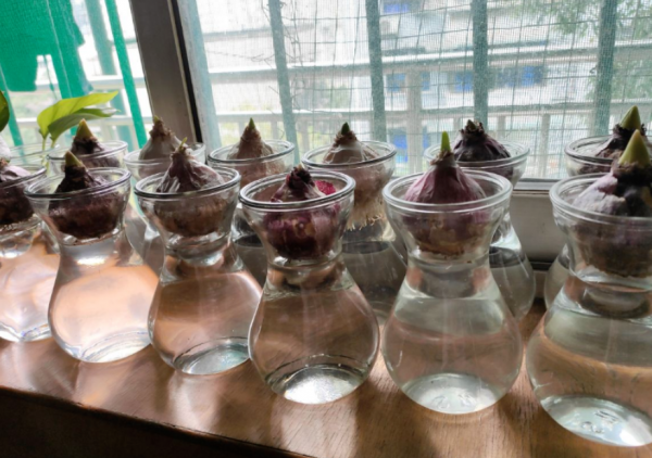 園藝新人入門養花就種“球”，降溫盆栽這3款，好看又好活