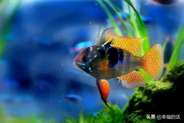 全世界最，最美的魚、最罕見的鳥，集齊了！大開眼界