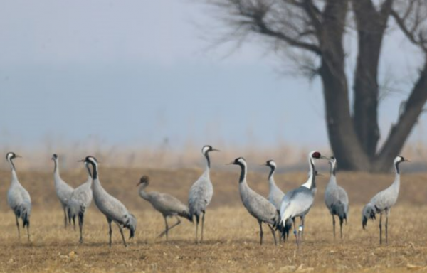 &OpenCurlyDoubleQuote;白枕鶴夫婦&rdquo;北京官廳水庫秀恩愛 巡護員：它們要原地過年了