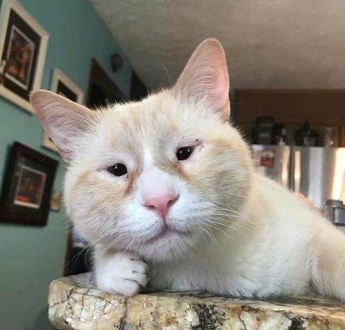 “純種貓”VS“串串貓”，過來人告訴你，區別很大